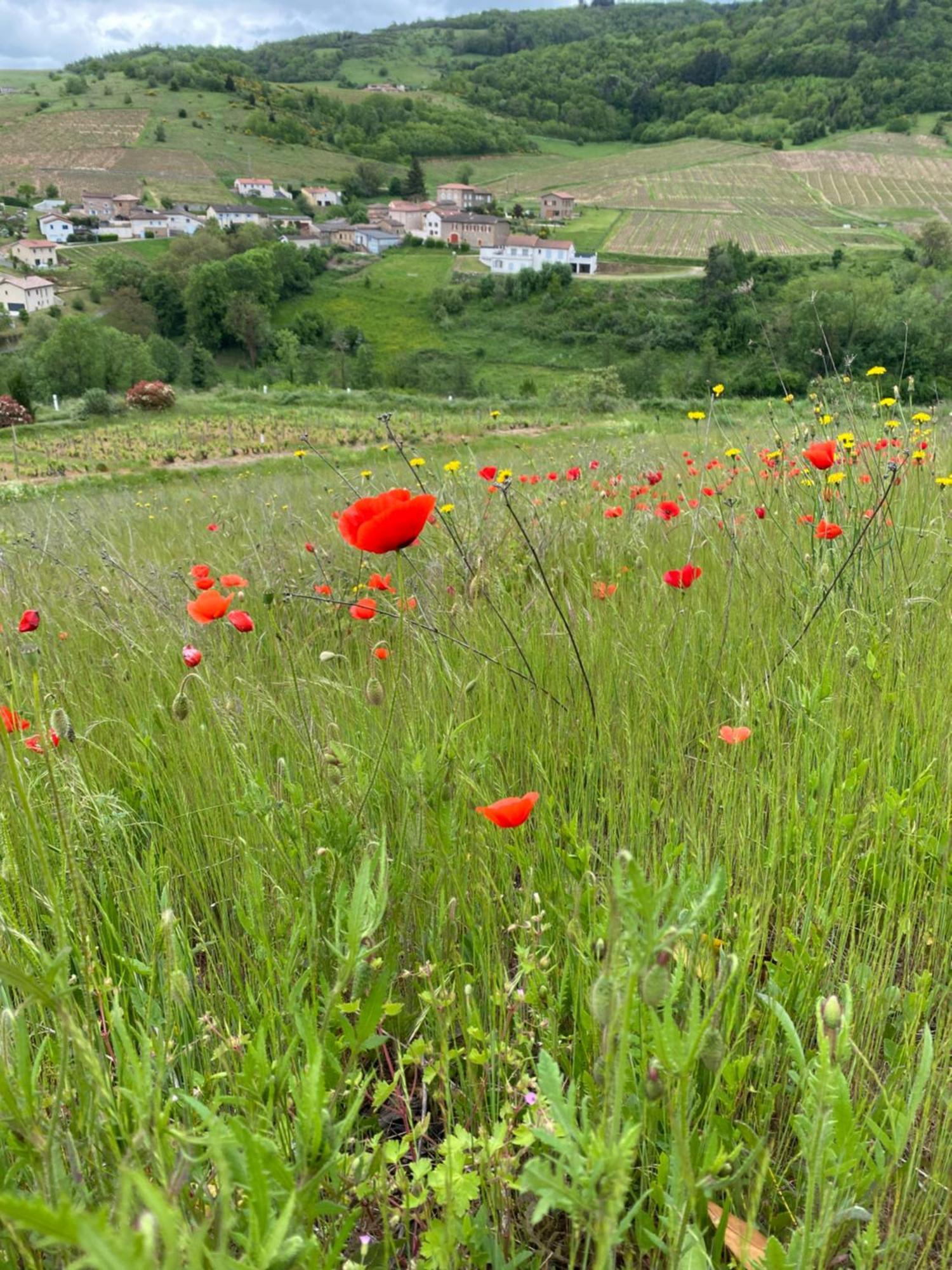 Les Agapanthes Bed & Breakfast Vaux-en-Beaujolais Luaran gambar